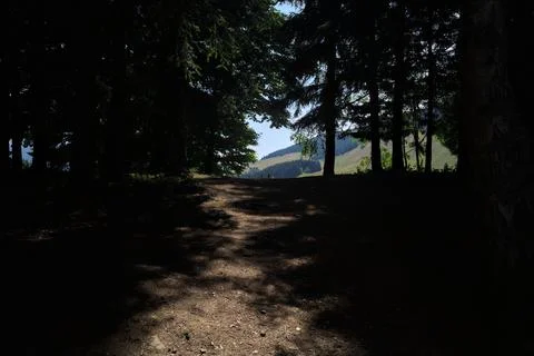 Trail between trees Stock Photos