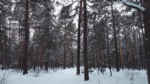 The trail between trees in winter in the Russian coniferous forest Stock Photos