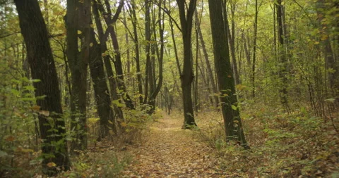 Trail between the trees in the woods 4K footage Stock Footage 320987510