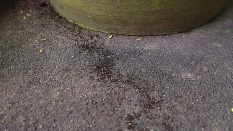 Trail of Black Ants Moving Across Concrete Floor Vídeo Stock 331230053