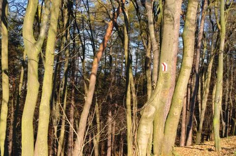 Trail blazing in forest Stock Photos
