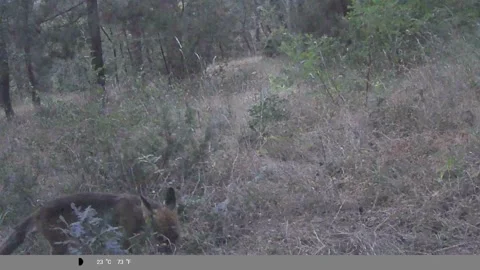 Trail Cam: Wild Red Fox Sniffing the Ground in Forest Video stock 340873996
