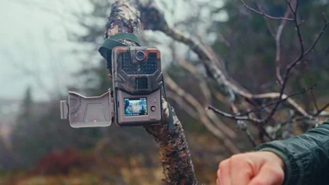 A Trail Camera is Being Mounted on a Tree Branch in Reinsjøen, Åfjord Stock Footage 310588503
