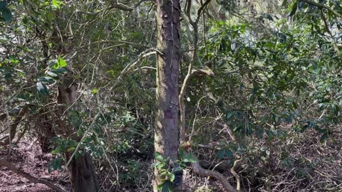 Trail camera camouflagued on a tree Stock Footage 295270690