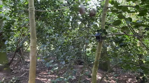 Trail camera camouflagued on a tree Stock Footage 295270712