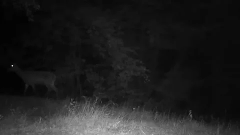 Trail camera footage of a deer walking in the forest at night Stock Footage 340148919