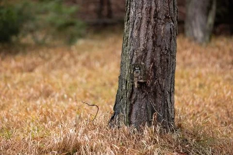 Trail camera hidden on a tree in forest with copy space. Stock Photos