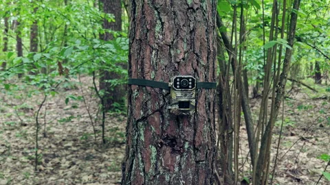 Trail camera mounted on a pine tree trunk in a dense green forest Stock Footage 336969487