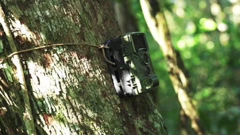 Trail Camera Mounted on a Tree Trunk in a Forest 库存影片 348767308