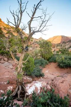 A trail camera mounted on a Utah Juniper in Zion National Park, Utah Stock-Fotos