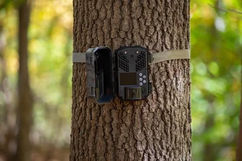 Trail camera strapped to tree in the woods, bokeh background Foto stock