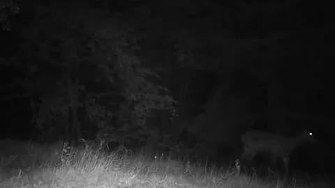 Trail camera video of a deer walking into the dark forest at night Stock Footage 340148867