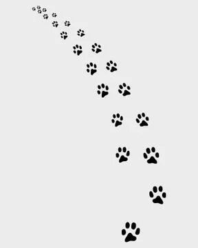 Trail of cat Stock Illustration