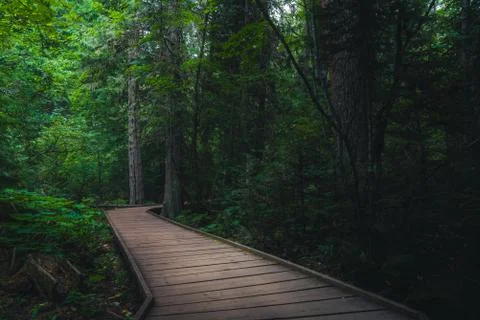 Trail of the Cedars Foto stock