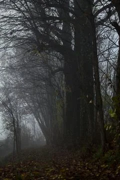 Trail covered by leaves bordered by poplars next to a field on a foggy day .. Stock Photos
