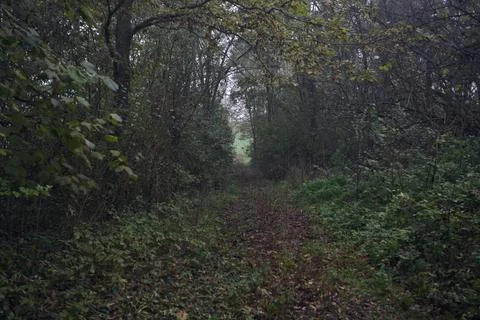 Trail covered by leaves Stock Photos