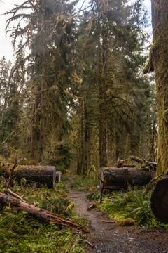 Trail cut into downed trees Stock Photos