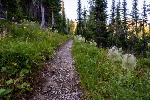 Trail Cuts Through Patch Of Western Seed Heads In Glacier 写真素材