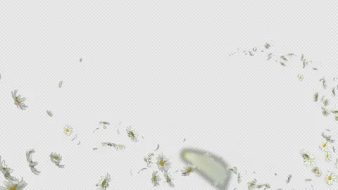 Trail Daisy on Alpha Stock Footage 271043160