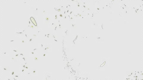 Trail Daisy on Alpha Stock Footage 273652700