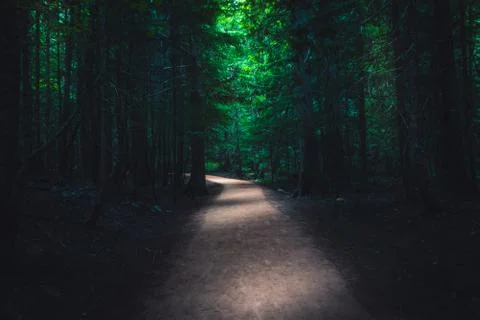 Trail in a dark forest. Foto stock