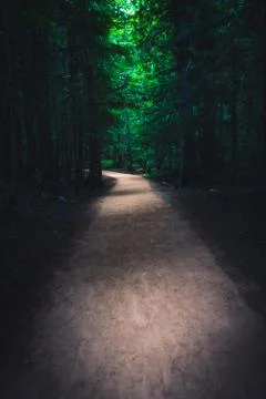 Trail in a dark forest. Foto stock