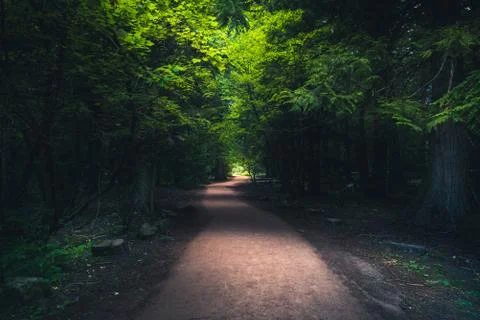 Trail in a dark forest. Stock Photos