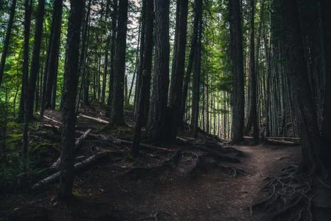 Trail in a dark forest. Foto stock