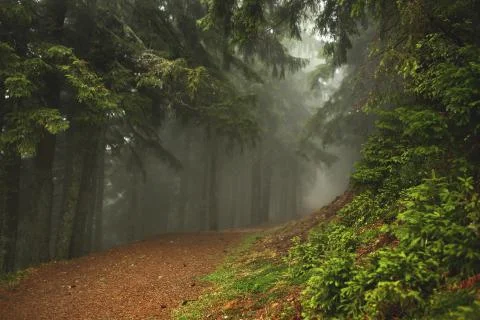 Trail in a dark pine forest on the slopes of the mountain. Carpathians, Europe Stock Photos