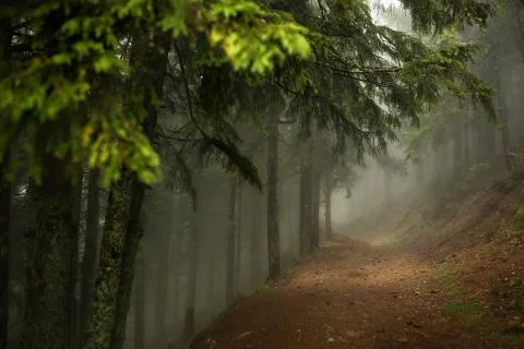 Trail in a dark pine forest on the slopes of the mountain. Carpathians, Europe Stock Photos