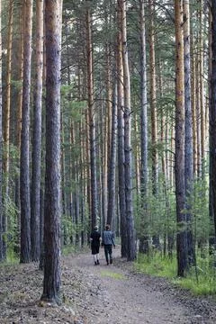 Trail in a dark pine forest on the slopes of the mountain. Stock Photos