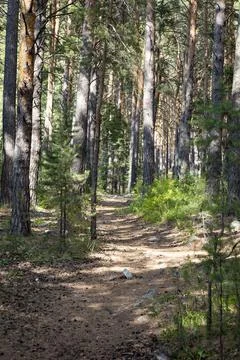 Trail in a dark pine forest on the slopes of the mountain. Stock Photos