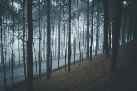 Trail in a dark pine forest on the slopes of the mountain Foto stock