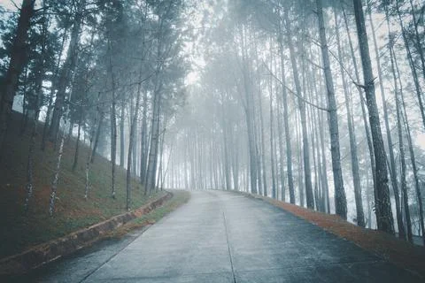 Trail in a dark pine forest on the slopes of the mountain Stock Photos
