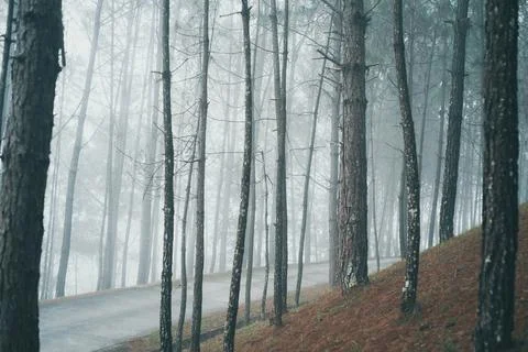 Trail in a dark pine forest on the slopes of the mountain 스톡 사진