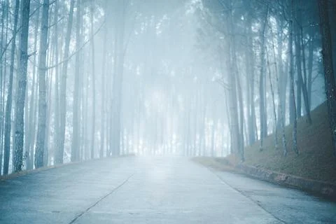 Trail in a dark pine forest on the slopes of the mountain 스톡 사진