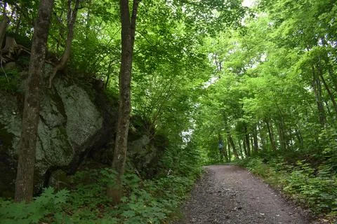 A trail in a deciduous forest Stock Photos