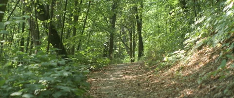 Trail deep in the forest anamorphic 4K footage Stock Footage 317481799