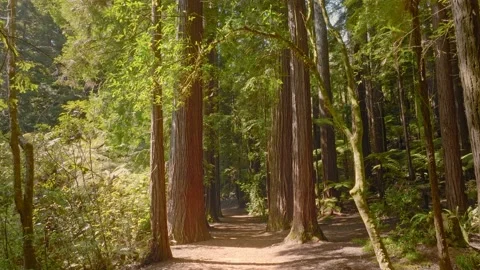 Trail deep inside a scenic redwood forest Stock Footage 218505232