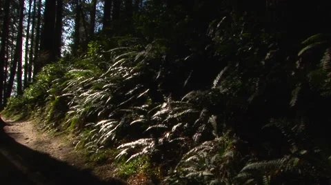 Trail in deep pine tree forest Stock Footage 60407616