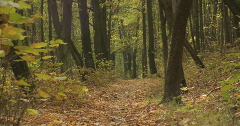 Trail deep in the woods with fallen leaves under trees 4K video Stock Footage 320667329