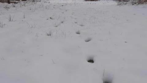 Trail of Deer Footprints in the Snow Vídeo Stock 234431722