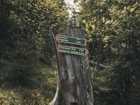 Trail direction signs on a tree trunk in a forest. Foto stock