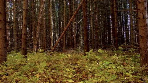 The trail divided the forest into two parts: spruce, dark and maple, rich in Stock Footage 141742298