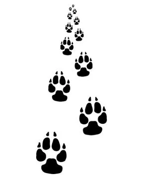 Trail of dog Stock Illustration