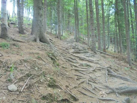 Trail with exposed roots in spruce forest on steep slope, daylight Stock Photos