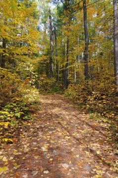 Trail in fall forest Stock Photos