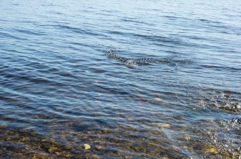 Trail of fallen stone on the surface of the water. circles on the lake water Stock Photos