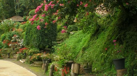 Trail of Flowers Video stock 11256060