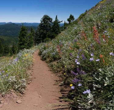 Trail Flowers Stock Photos
